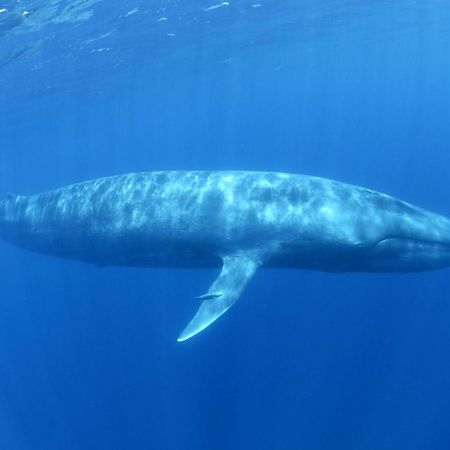 Blue Ocean Cabana Ξενοδοχείο Trincomalee Εξωτερικό φωτογραφία